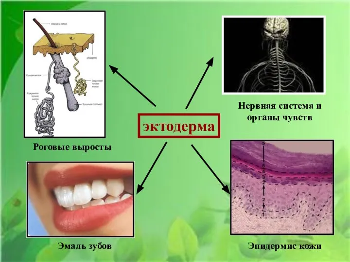 эктодерма Нервная система и органы чувств Эмаль зубов Эпидермис кожи Роговые выросты