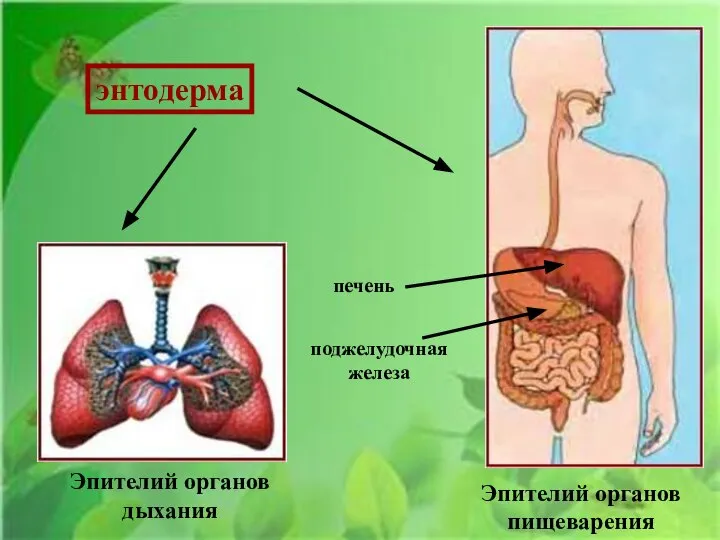 Эпителий органов дыхания Эпителий органов пищеварения поджелудочная железа печень энтодерма