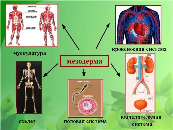 мезодерма мускулатура кровеносная система скелет половая система выделительная система