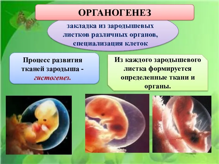 ОРГАНОГЕНЕЗ закладка из зародышевых листков различных органов, специализация клеток Процесс развития тканей