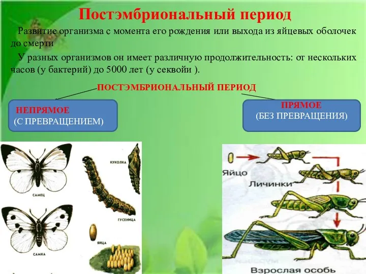 Постэмбриональный период Развитие организма с момента его рождения или выхода из яйцевых