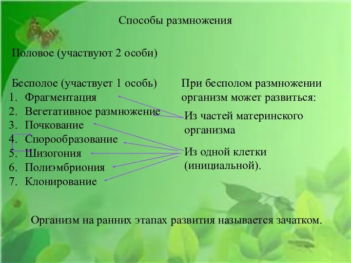 Способы размножения Половое (участвуют 2 особи) Бесполое (участвует 1 особь) Фрагментация Вегетативное