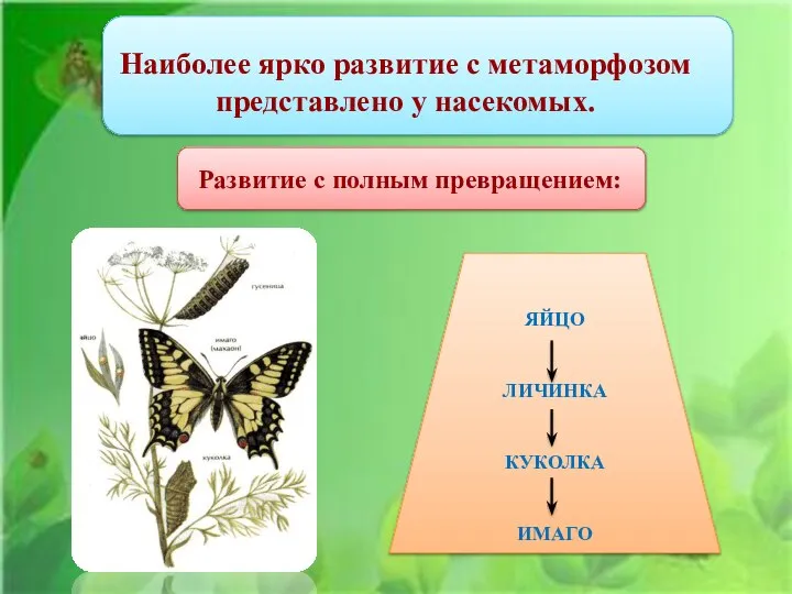 Наиболее ярко развитие с метаморфозом представлено у насекомых. Развитие с полным превращением: ЯЙЦО ЛИЧИНКА КУКОЛКА ИМАГО