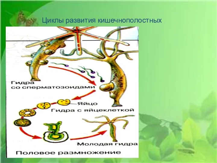 Циклы развития кишечнополостных