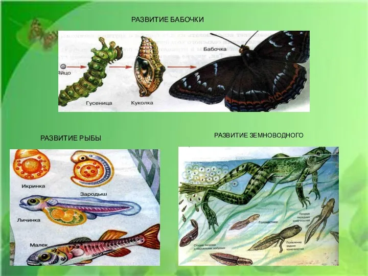 РАЗВИТИЕ ЗЕМНОВОДНОГО РАЗВИТИЕ РЫБЫ РАЗВИТИЕ БАБОЧКИ