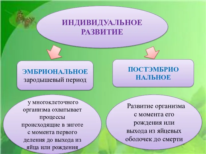 ИНДИВИДУАЛЬНОЕ РАЗВИТИЕ у многоклеточного организма охватывает процессы происходящие в зиготе с момента