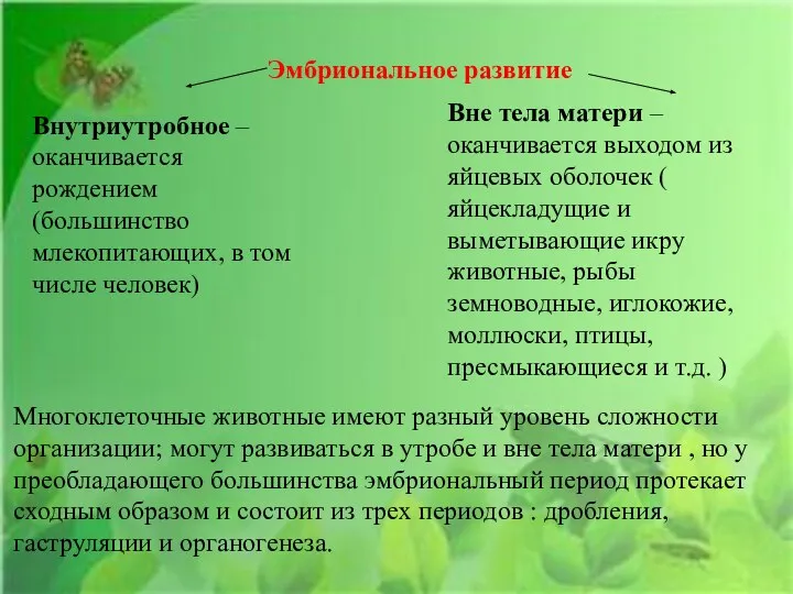 Эмбриональное развитие Внутриутробное – оканчивается рождением (большинство млекопитающих, в том числе человек)