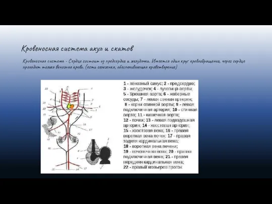 Кровеносная система акул и скатов Кровеносная система - Сердце состоит из предсердия