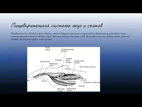 Пищеварительная система акул и скатов Пищеварительная - Ротовая полость обширна, челюсти вооружены