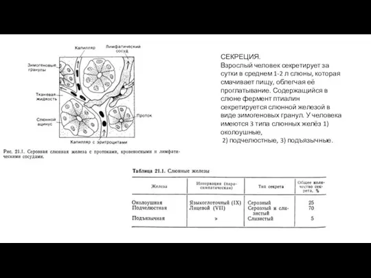 СЕКРЕЦИЯ. Взрослый человек секретирует за сутки в среднем 1-2 л слюны, которая