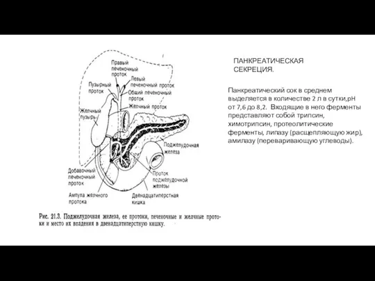 Панкреатический сок в среднем выделяется в количестве 2 л в сутки,pH от