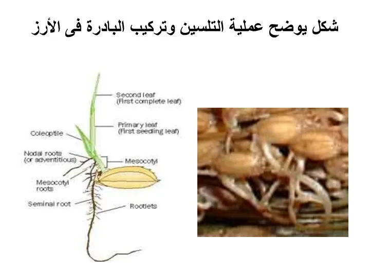 شكل يوضح عملية التلسين وتركيب البادرة فى الأرز