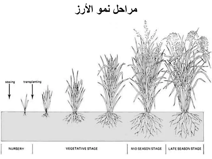 مراحل نمو الأرز