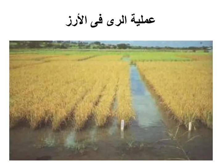 عملية الرى فى الأرز