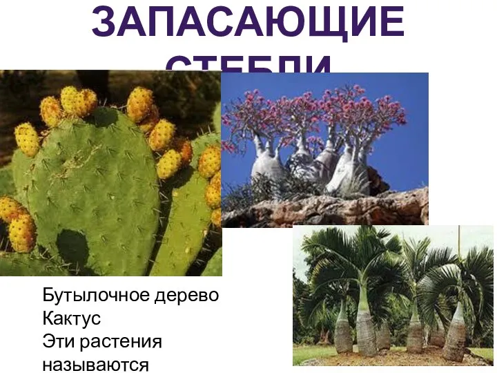 ЗАПАСАЮЩИЕ СТЕБЛИ Бутылочное дерево Кактус Эти растения называются суккуленты