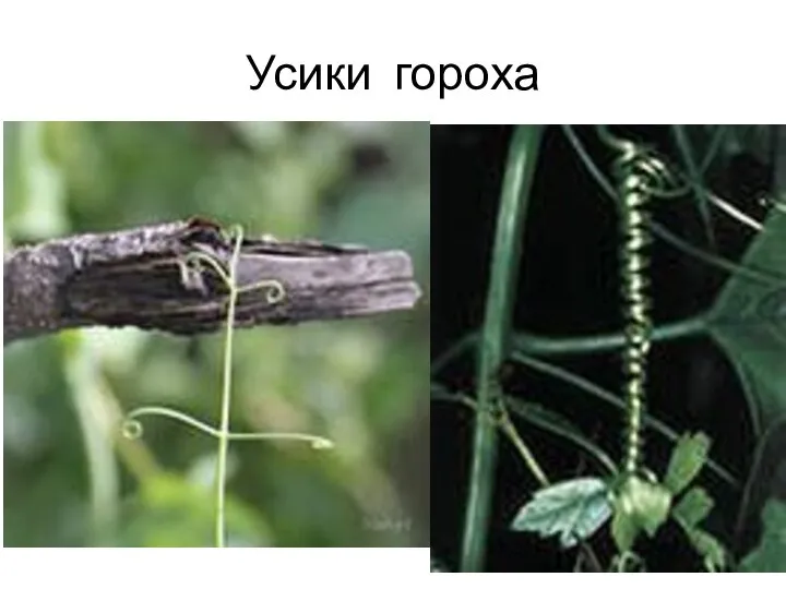 Усики гороха