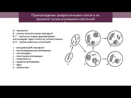 А – проклетка Б – клетка гипотетических прокариот В, Г – клетки