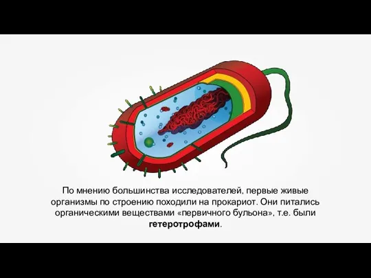 По мнению большинства исследователей, первые живые организмы по строению походили на прокариот.