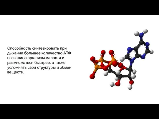 Способность синтезировать при дыхании большее количество АТФ позволила организмам расти и размножаться