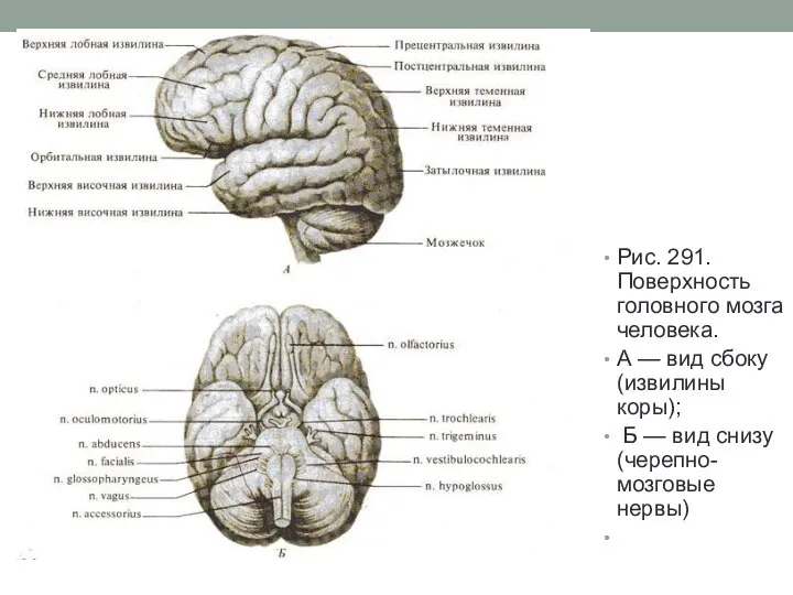 Рис. 291. Поверхность головного мозга человека. А — вид сбоку (извилины коры);