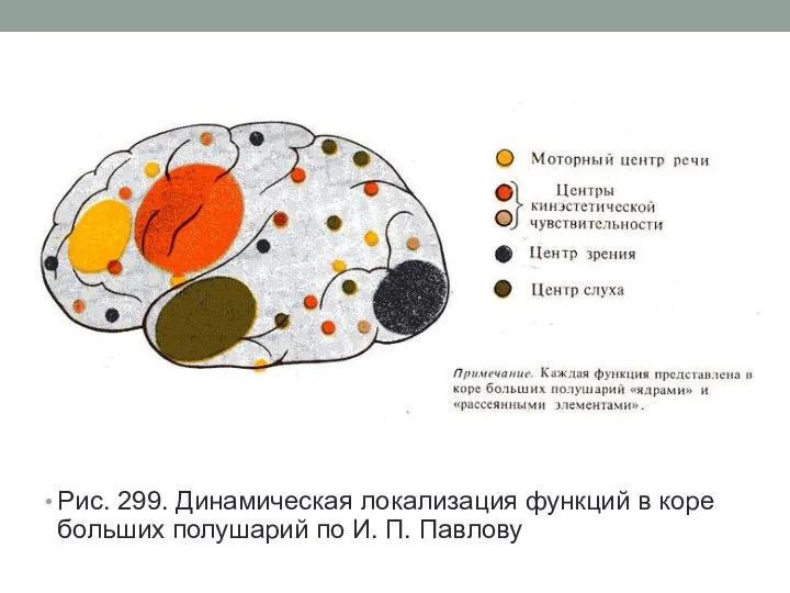 Рис. 299. Динамическая локализация функций в коре больших полушарий по И. П. Павлову