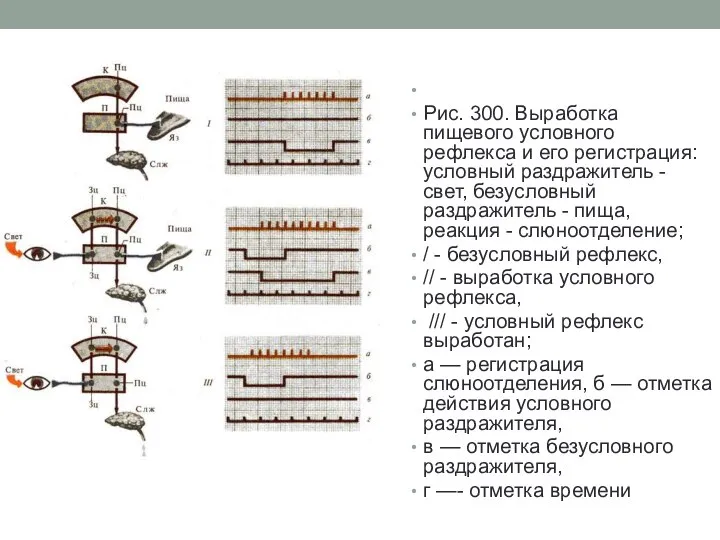 Рис. 300. Выработка пищевого условного рефлекса и его регистрация: условный раздражитель -