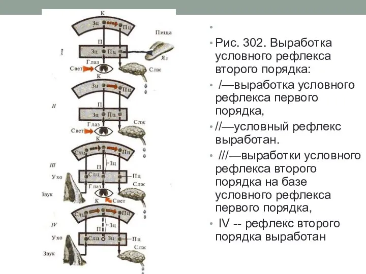 Рис. 302. Выработка условного рефлекса второго порядка: /—выработка условного рефлекса первого порядка,