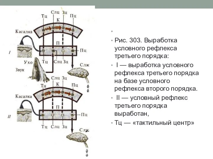 Рис. 303. Выработка условного рефлекса третьего порядка: I — выработка условного рефлекса