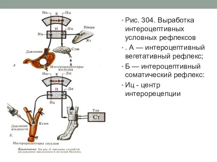 Рис. 304. Выработка интероцептивных условных рефлексов . А — интероцептивный вегетативный рефлекс;