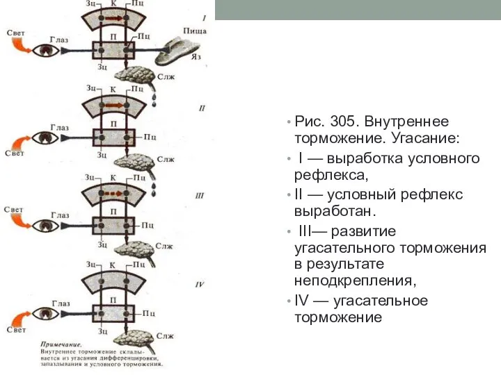 Рис. 305. Внутреннее торможение. Угасание: I — выработка условного рефлекса, II —