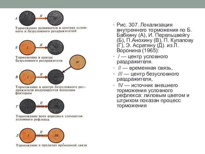 Рис. 307. Локализация внутреннего торможения по Б.Бабкину (А), И. Перельцвейгу (Б), П.Анохину