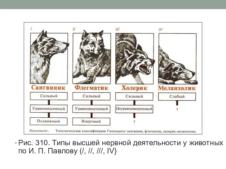 Рис. 310. Типы высшей нервной деятельности у животных по И. П. Павлову (/, //, ///, IV}