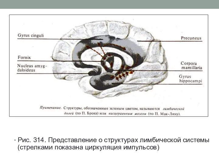 Рис. 314. Представление о структурах лимбической системы (стрелками показана циркуляция импульсов)