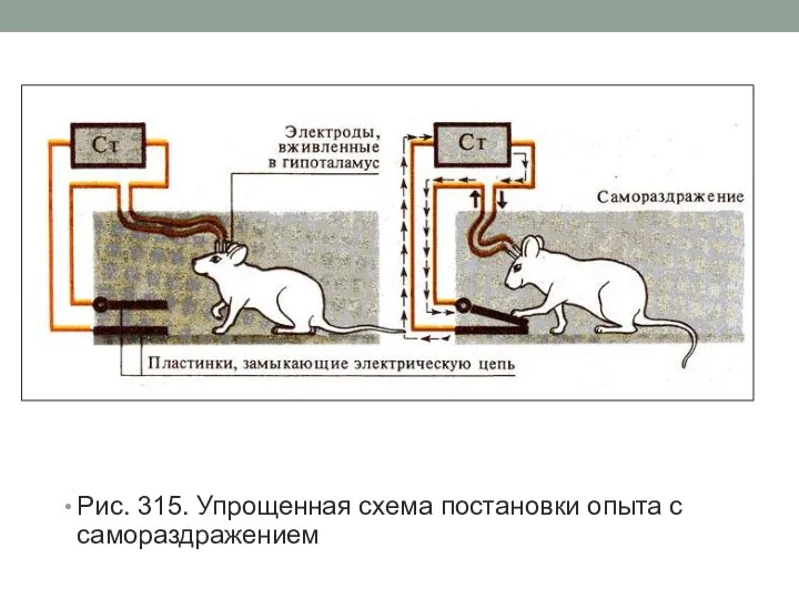 Рис. 315. Упрощенная схема постановки опыта с самораздражением