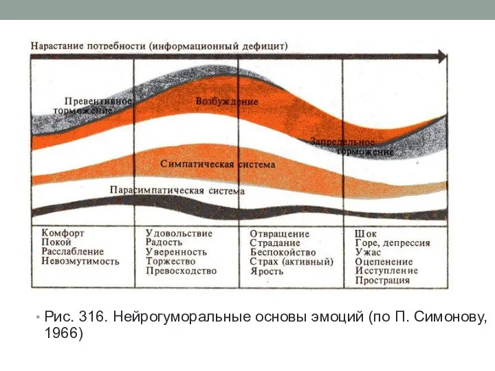 Рис. 316. Нейрогуморальные основы эмоций (по П. Симонову, 1966)