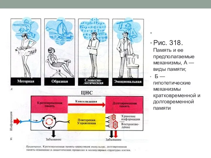 Рис. 318. Память и ее предполагаемые механизмы, А — виды памяти; Б