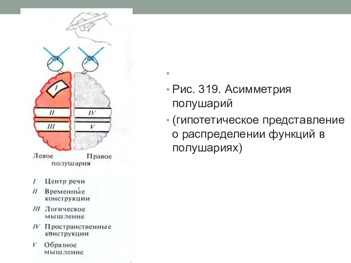 Рис. 319. Асимметрия полушарий (гипотетическое представление о распределении функций в полушариях)