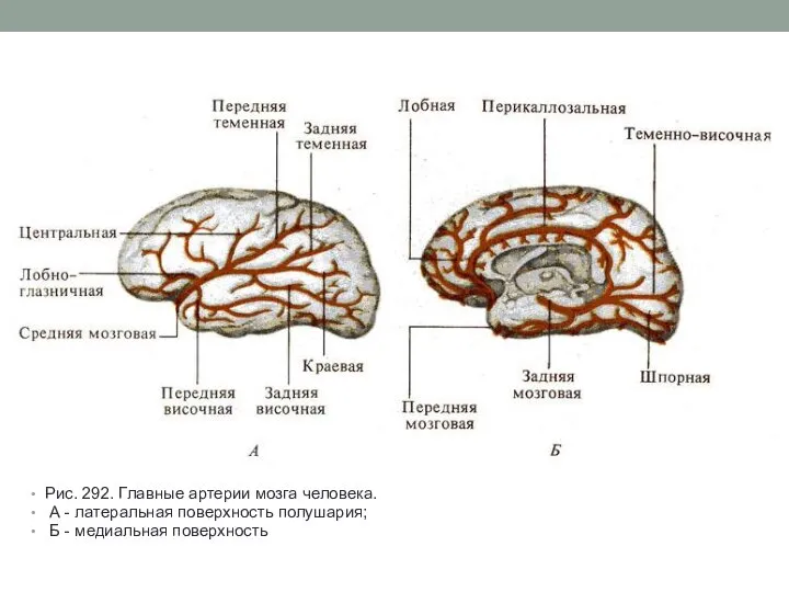 Рис. 292. Главные артерии мозга человека. А - латеральная поверхность полушария; Б - медиальная поверхность