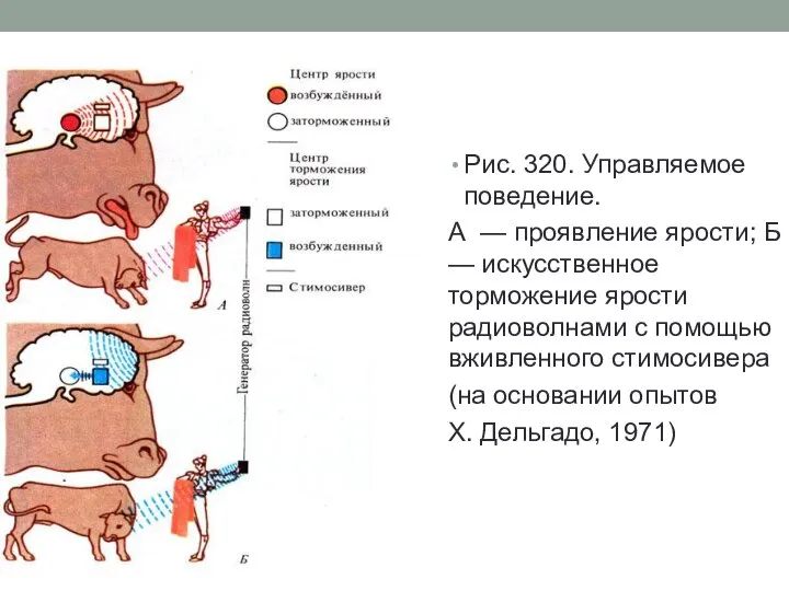 Рис. 320. Управляемое поведение. А — проявление ярости; Б — искусственное торможение