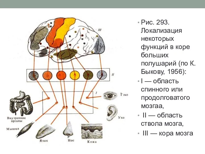 Рис. 293. Локализация некоторых функций в коре больших полушарий (по К. Быкову,