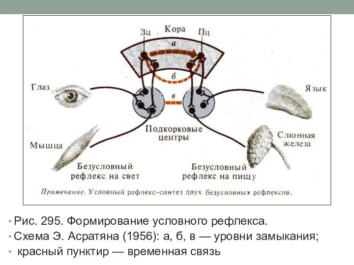 Рис. 295. Формирование условного рефлекса. Схема Э. Асратяна (1956): а, б, в