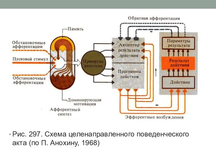 Рис. 297. Схема целенаправленного поведенческого акта (по П. Анохину, 1968)