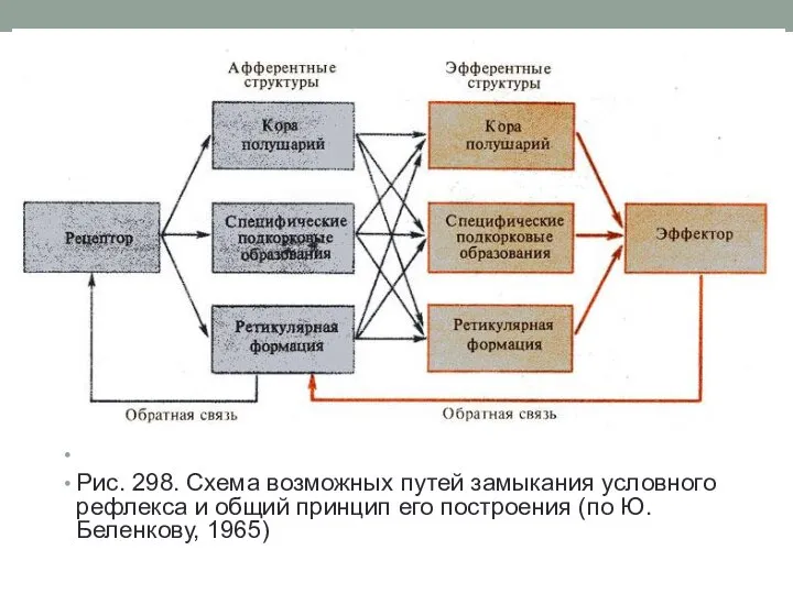 Рис. 298. Схема возможных путей замыкания условного рефлекса и общий принцип его