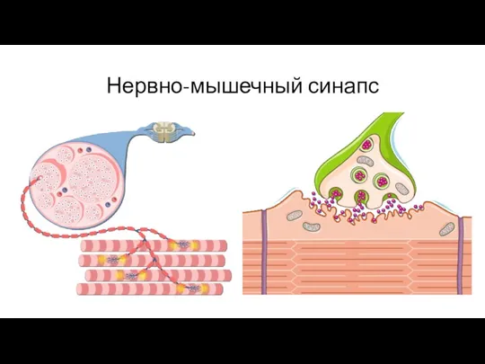 Нервно-мышечный синапс