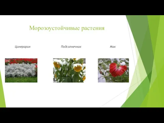 Морозоустойчивые растения Цинерария Подсолнечник Мак