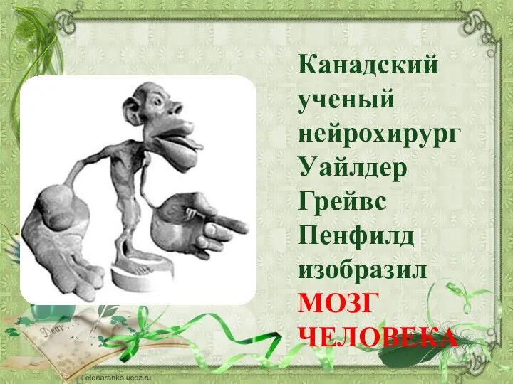 Канадский ученый нейрохирург Уайлдер Грейвс Пенфилд изобразил МОЗГ ЧЕЛОВЕКА