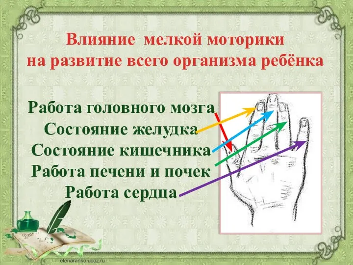 Работа головного мозга Состояние желудка Состояние кишечника Работа печени и почек Работа