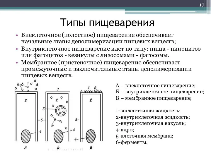 Типы пищеварения Внеклеточное (полостное) пищеварение обеспечивает начальные этапы деполимеризации пищевых веществ; Внутриклеточное