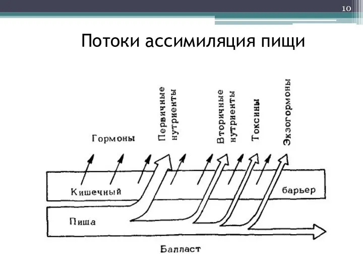 Потоки ассимиляция пищи