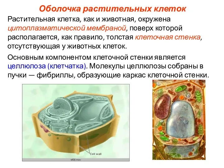 Оболочка растительных клеток Растительная клетка, как и животная, окружена цитоплазматической мембраной, поверх